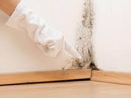 Best Mold Damage Restoration  in Point Roberts, WA